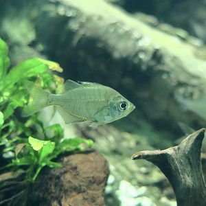 Himalayan Glassy Perchlet (Parambassis baculis)