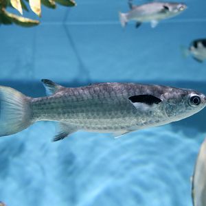 Squaretail Mullet (Ellochelon vaigiensis)