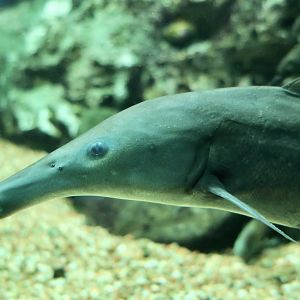 Eastern Bottle-Nosed Mormyrid (Mormyrus longirostris)