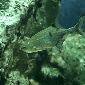 Ogooue River Mormyrid (Petrocephalus balayi)