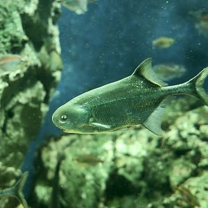 Junk Mormyrid (Petrocephalus tenuicauda)