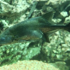 Thomas's Mormyrid (Marcusenius thomasi)