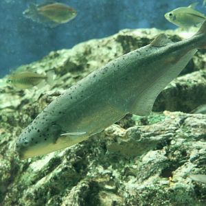 Western Bebe Mormyrid (Hyperopisus bebe occidentalis)