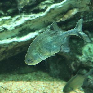 Zambezi Parrotfish (Cyphomyrus discorhynchus)