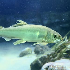 Ayu Sweetfish (Plecoglossus altivelis altivelis)