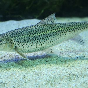 Zunaga-nigoi (Hemibarbus longirostris)