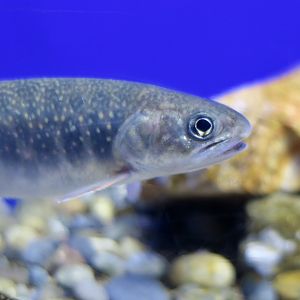 Dolly Varden Trout/Miyabe Char (Salvelinus malma miyabei)