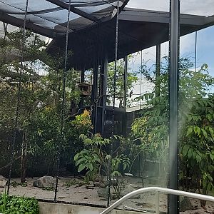 Winged Sanctuary- Mauritius Pink Piegon