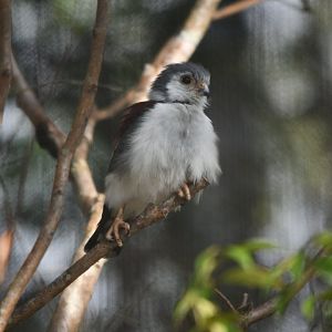 African Pygmy Falcon (2023)