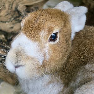 Ezo Mountain Hare (Ezo mountain hare) transition coat