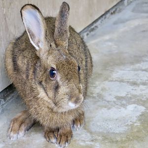 Kyushu Hare (Lepus brachyurus brachyurus)