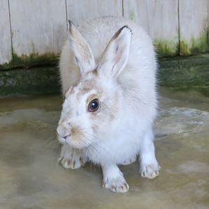 Tohoku Hare (Lepus brachyurus angustidens) winter coat