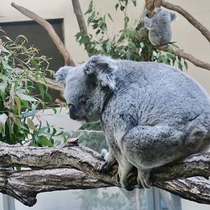 New South Wales Koala (Phascolarctos cinereus cinereus)