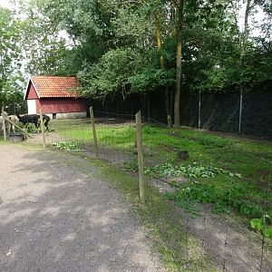 Helsingborg Djurpark - Alpaca exhibit