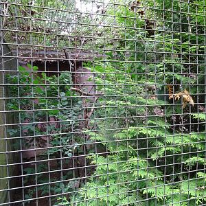 Helsingborg Djurpark - Grosbeak aviary