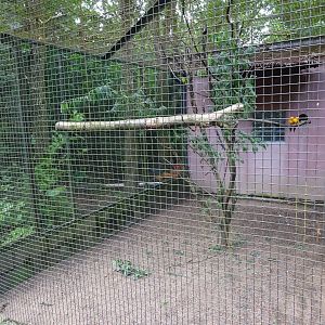 Helsingborg Djurpark - Parrot aviary #12