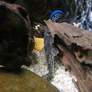 ID? - Smithsonian National Zoo