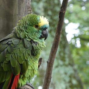 ID? - Catoctin Wildlife Preserve