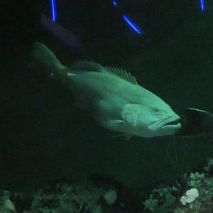 ID? - National Aquarium in Baltimore