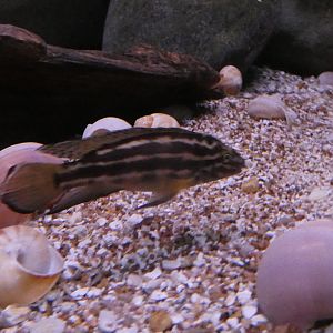 ID? - National Aquarium in Baltimore