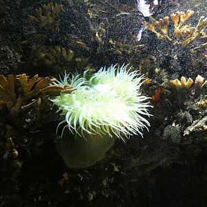 ID? - National Aquarium in Baltimore