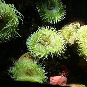 ID? - National Aquarium in Baltimore