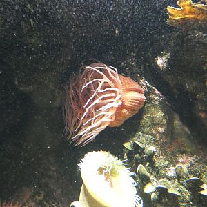 ID? - National Aquarium in Baltimore