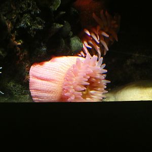 ID? - National Aquarium in Baltimore