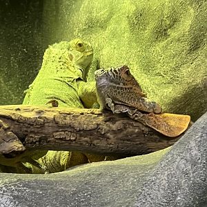 Green Iguanas