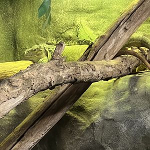 Green Iguana