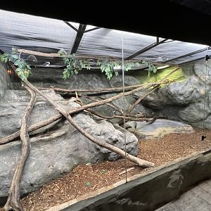 Green Iguana Exhibit
