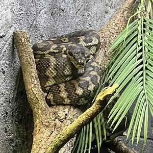 Carpet Python