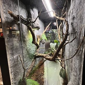 Carpet Python Exhibit