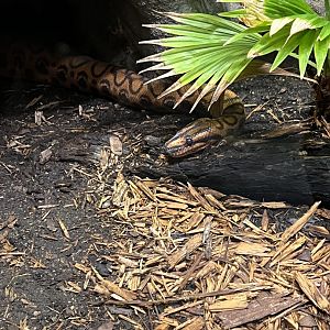 Brazilian Rainbow Boa