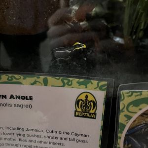 Dyeing Poison Dart Frog