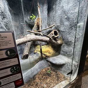 Ball Python Exhibit