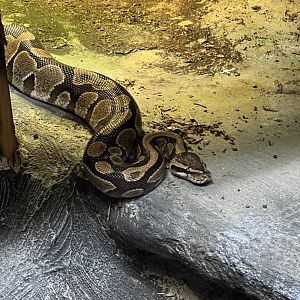 Ball Python