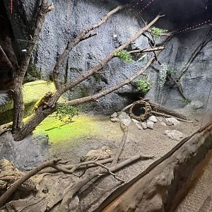 Bearded Dragon Exhibit