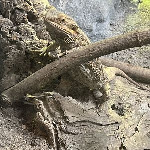 Bearded Dragon