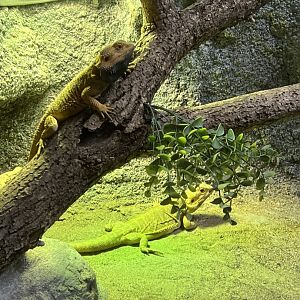 Bearded Dragons