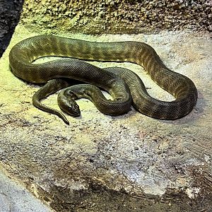 Woma Python