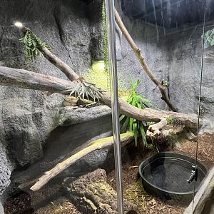 Red-Tailed Boa Constrictor Exhibit