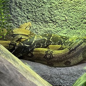 Red-Tailed Boa Constrictor