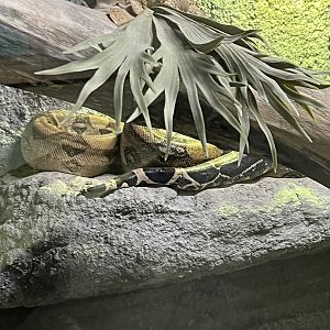 Red-Tailed Boa Constrictor
