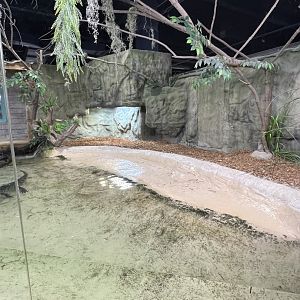 American Alligator Exhibit
