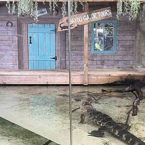 American Alligator Exhibit