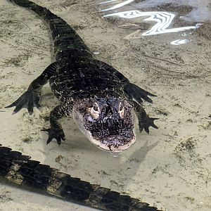 American Alligator