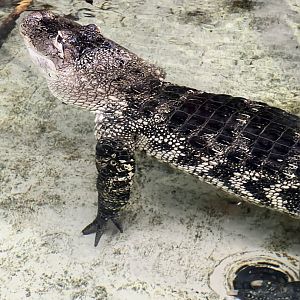 American Alligator
