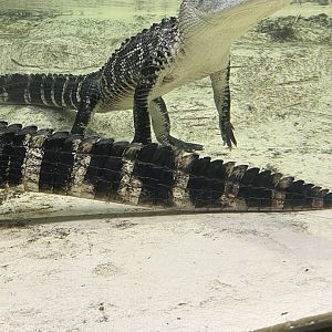 American Alligators