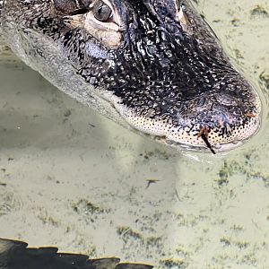 American Alligator